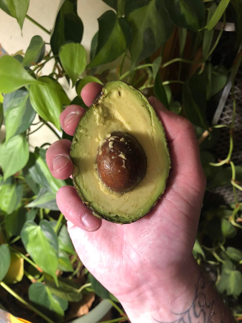 Mature Fruit Softens In Three To Eight Days Mature Fruit Softens In Three To Eight Days