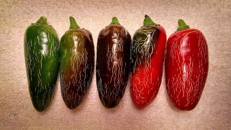 Mature Green Peppers Can Still Turn Red Indoors Mature Green Peppers Can Still Turn Red Indoors