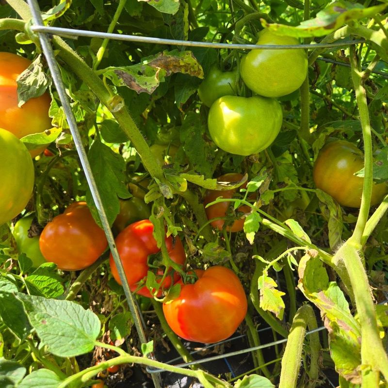 Mature Green Tomatoes Can Finish Ripening Indoors Mature Green Tomatoes Can Finish Ripening Indoors