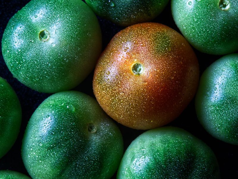 Mature Green Tomatoes Will Ripen Indoors