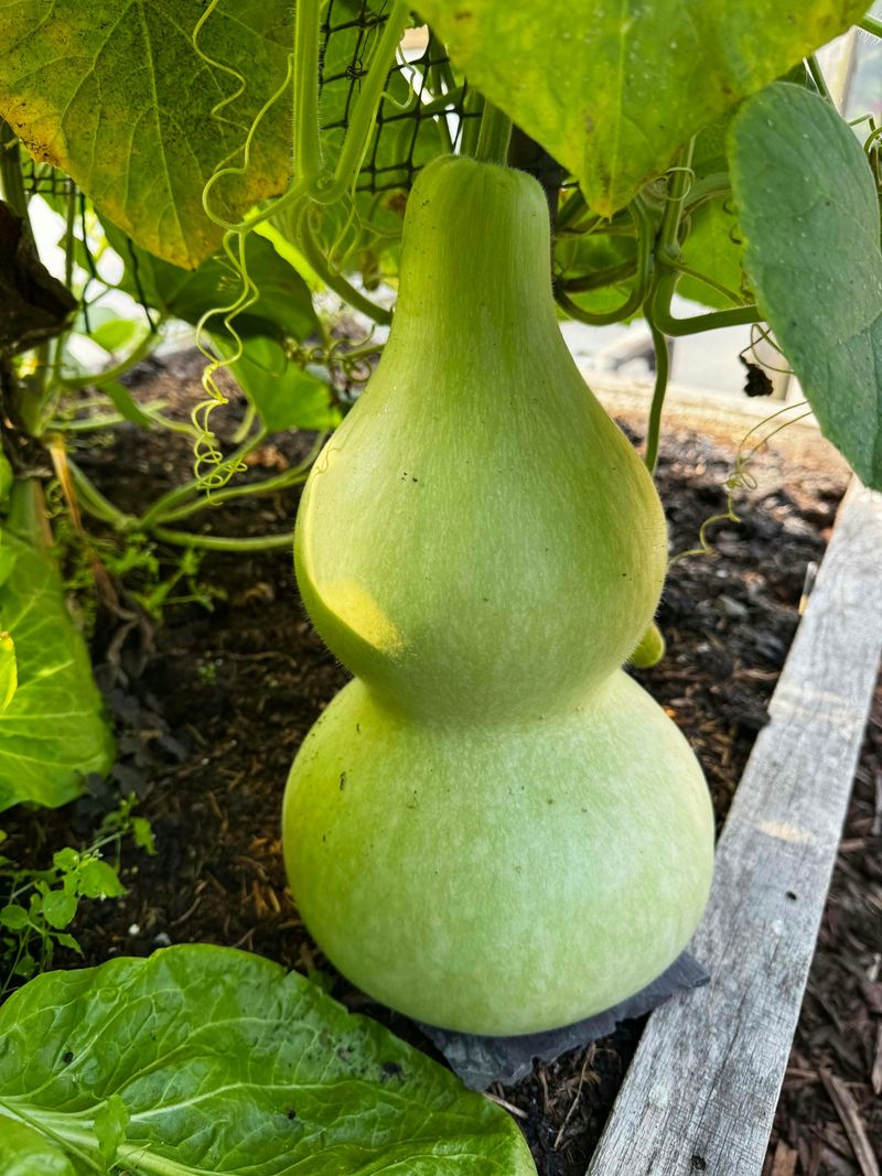 Mature Hard-Shell Gourds Can Stay On The Vine