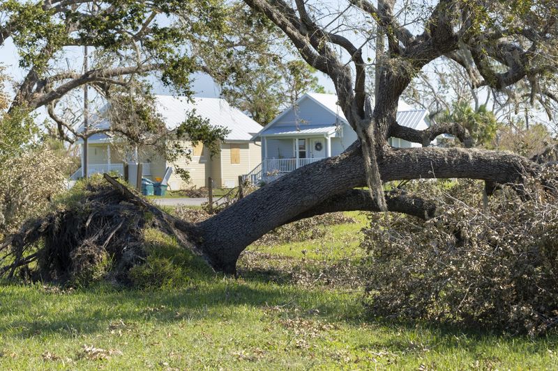 Mature Laurel Oaks Often Belong On The Removal List