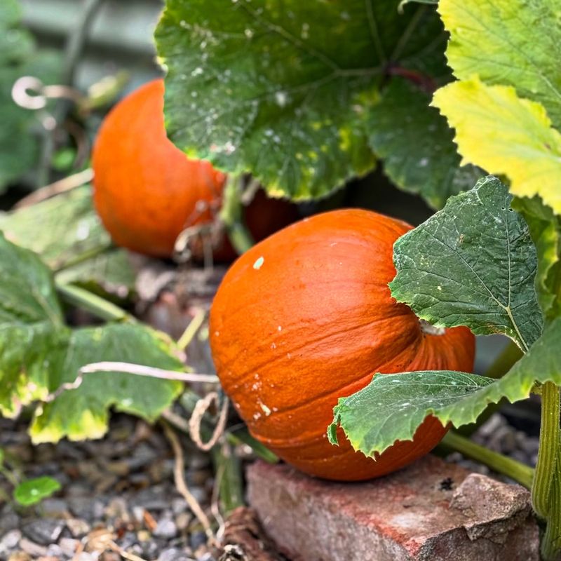 Mature Pumpkins Need Protection From A Hard Freeze Mature Pumpkins Need Protection From A Hard Freeze