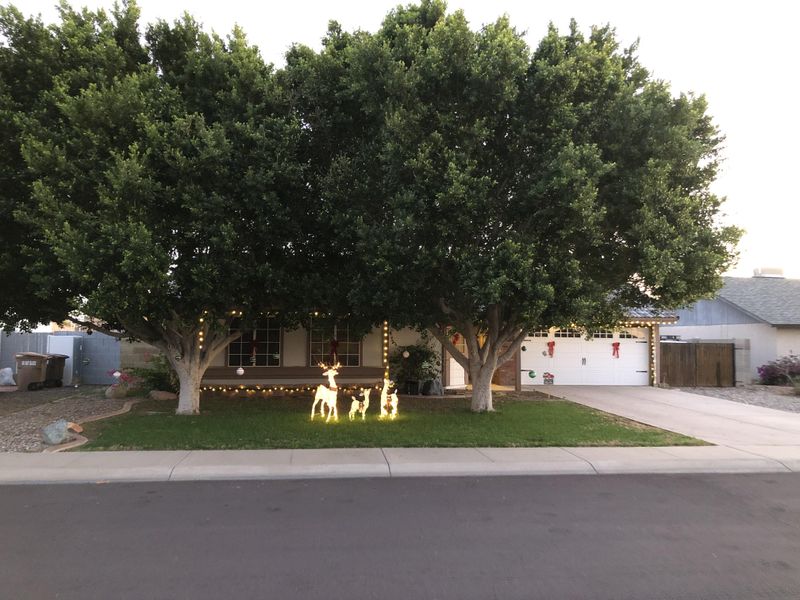 Mature Size Dwarfs A Small Yard Mature Size Dwarfs A Small Yard