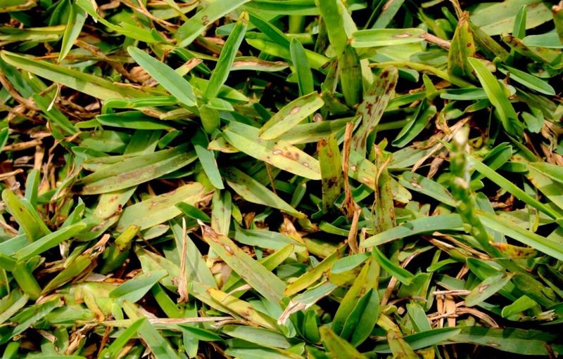 Mature Spots Turn Gray With Purple-Brown Edges