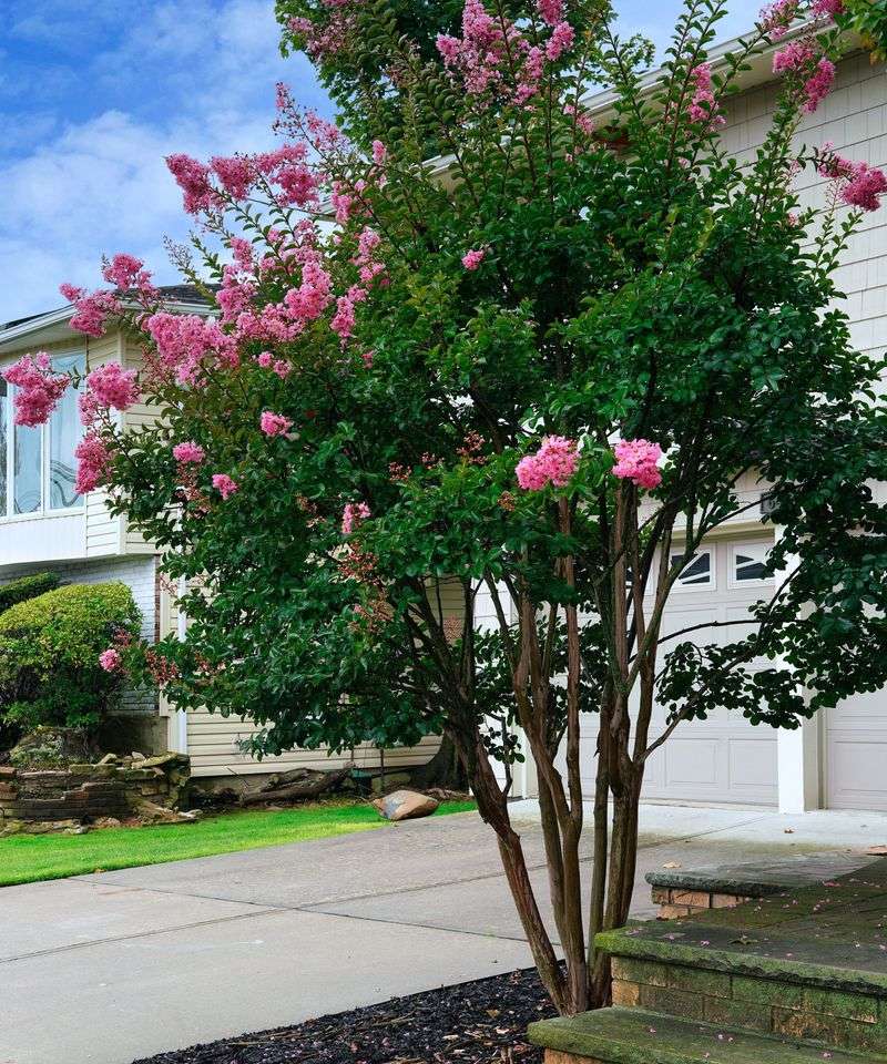 Mature Tree Size Should Guide The Original Planting Distance Mature Tree Size Should Guide The Original Planting Distance