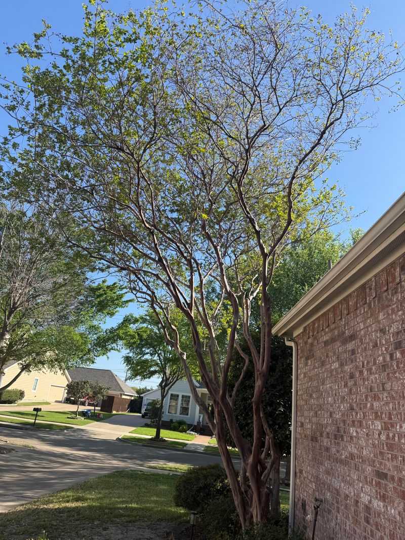 Mature Trees Still Need Room To Spread Mature Trees Still Need Room To Spread