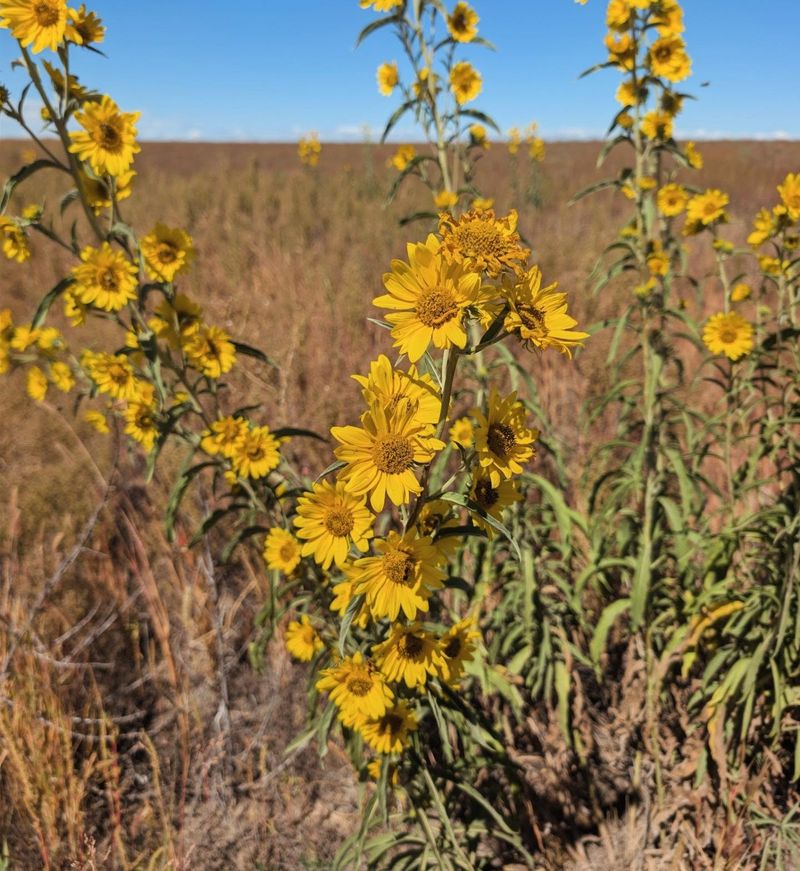 Maximilian Sunflower Brings A Fall Blaze