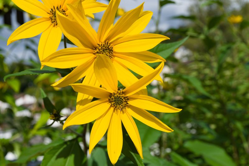 Maximilian Sunflower