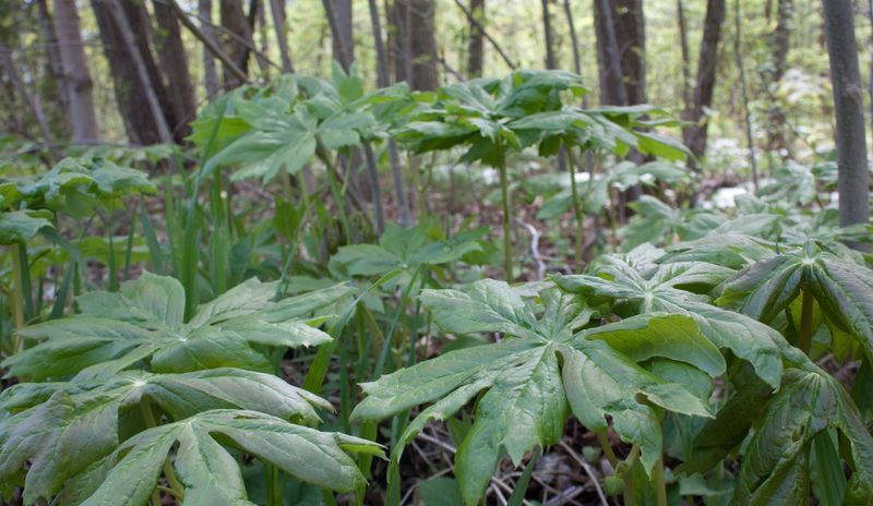 Mayapple Forms Umbrella Colonies Mayapple Forms Umbrella Colonies
