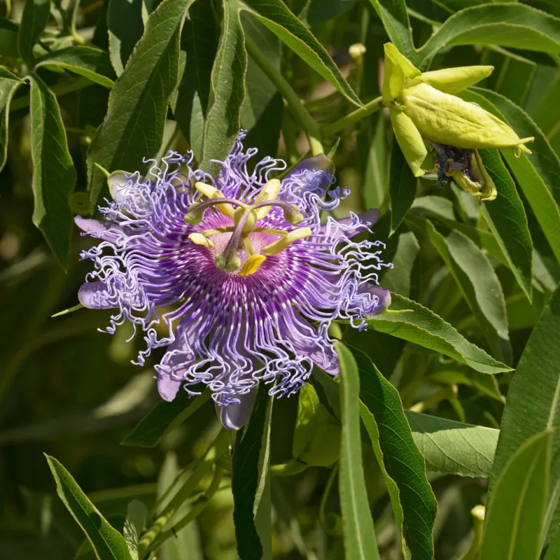 Maypop Passionflower, An Exotic Native Vine Maypop Passionflower, An Exotic Native Vine