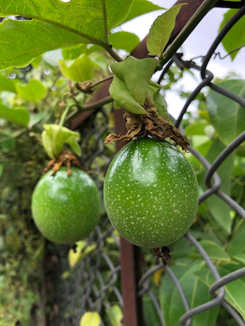Maypop Passionflower Fruit Ripening Along Southern Fence Lines Maypop Passionflower Fruit Ripening Along Southern Fence Lines