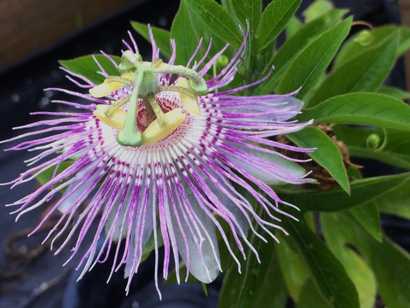 Maypop
