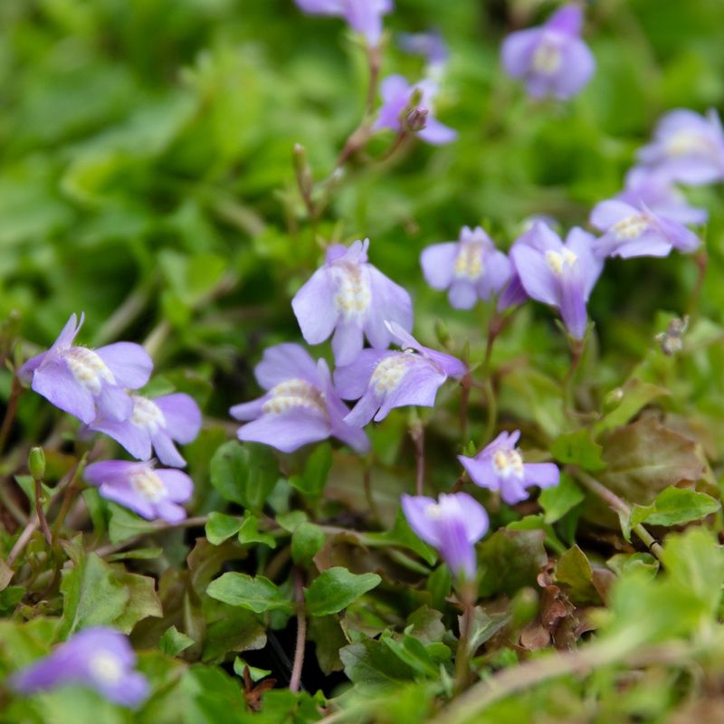 Mazus Fills Gaps With Tiny Lavender Spring Flowers Mazus Fills Gaps With Tiny Lavender Spring Flowers