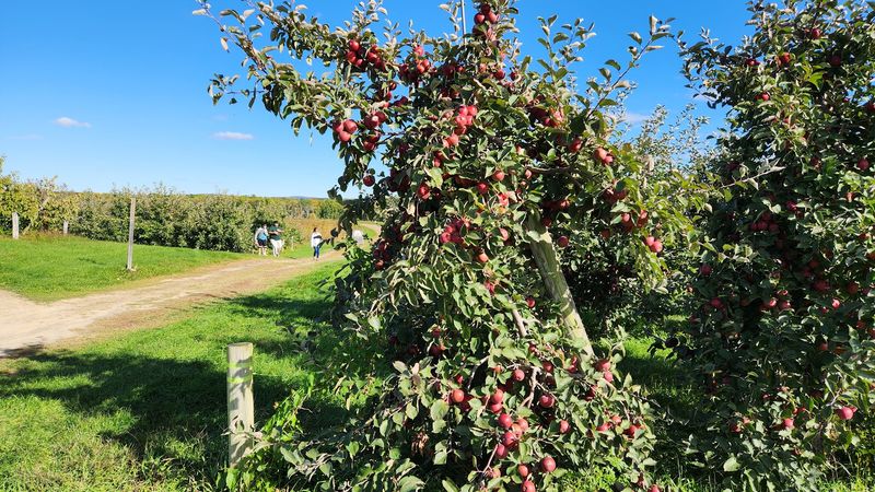 Mead Orchards Mead Orchards