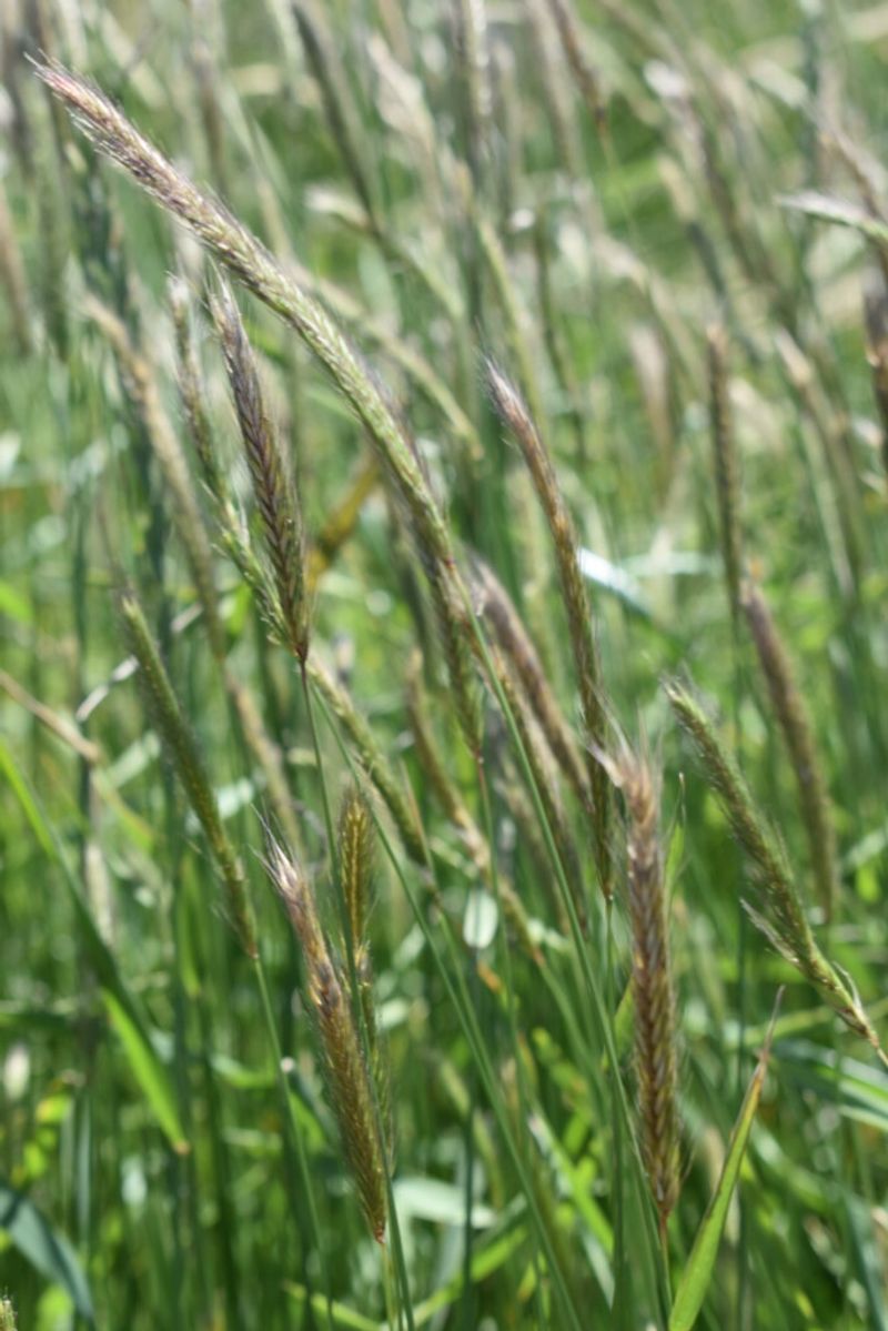 Meadow Barley Handles Wet Winter Soil