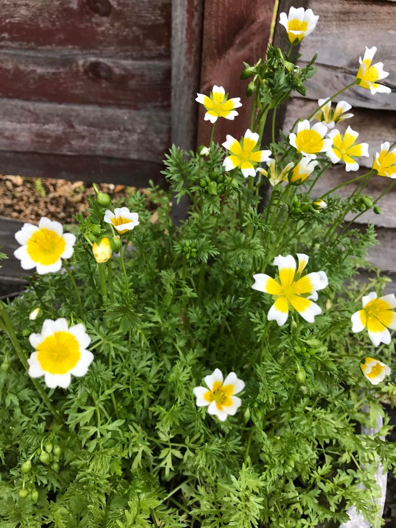 Meadowfoam Tolerates Soil That Holds Water