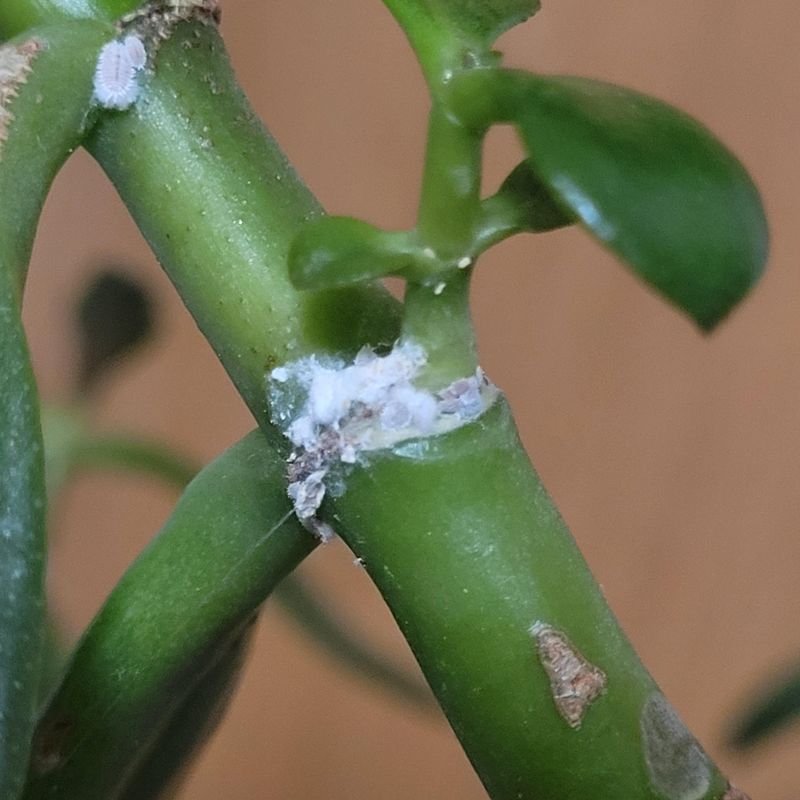 Mealybugs Drain Sap Mealybugs Drain Sap