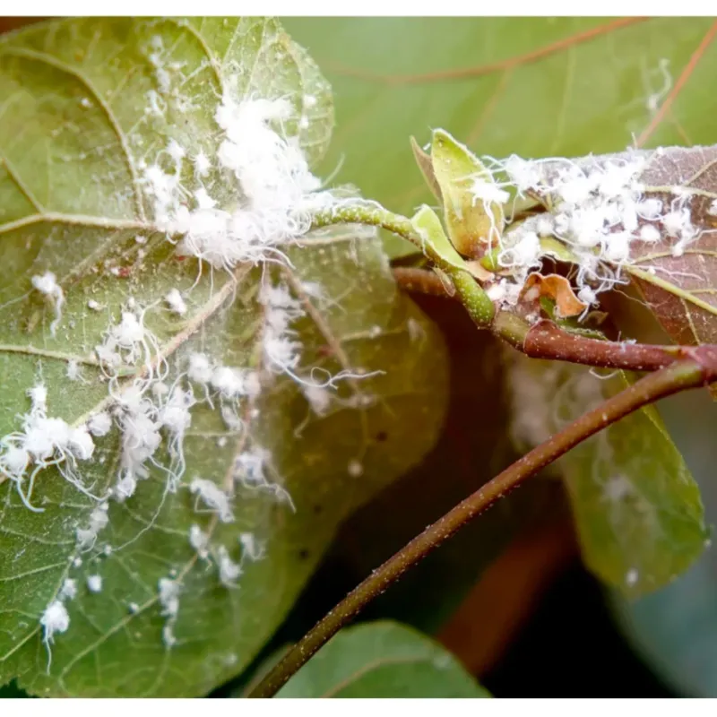 Mealybugs Tuck Into Leaf Joints Mealybugs Tuck Into Leaf Joints