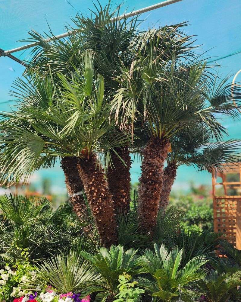 Mediterranean Fan Palm