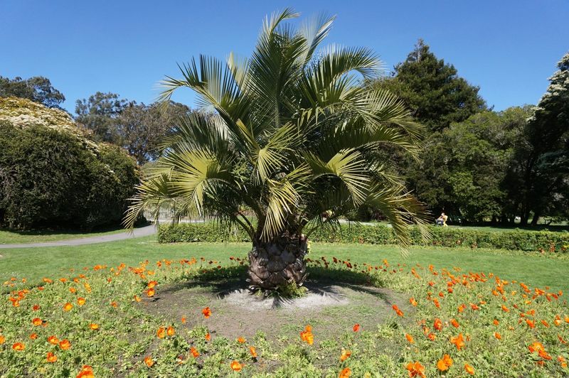 Mediterranean Fan Palm Forms Tough Clumps