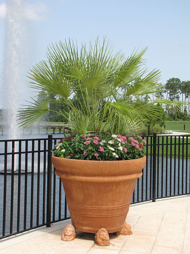 Mediterranean Fan Palm