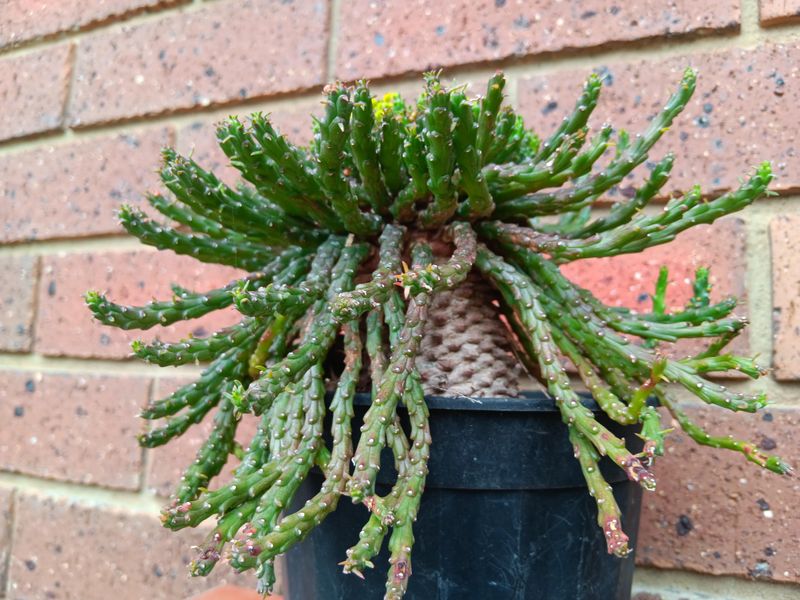 Medusa’s Head Grows Writhing, Snake-Like Arms