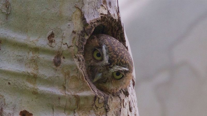 Meet Arizona’s likely scorpion-eating owl