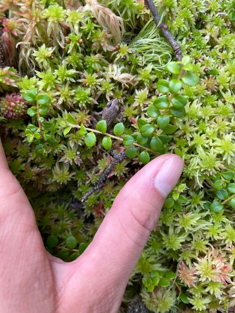 Meet Creeping Snowberry, The Shade Slope Spreader