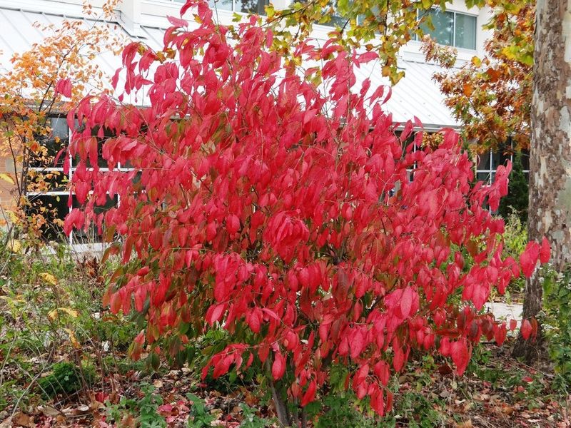 Meet Eastern Wahoo, Ohio's Native Burning Bush