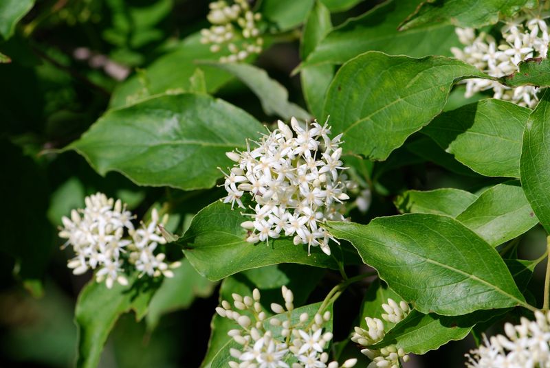 Meet Gray Dogwood, The Dogwood Few Gardeners Picture Meet Gray Dogwood, The Dogwood Few Gardeners Picture