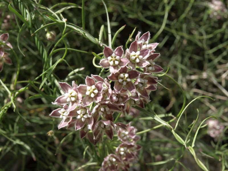 Meet Hartweg’s twinevine