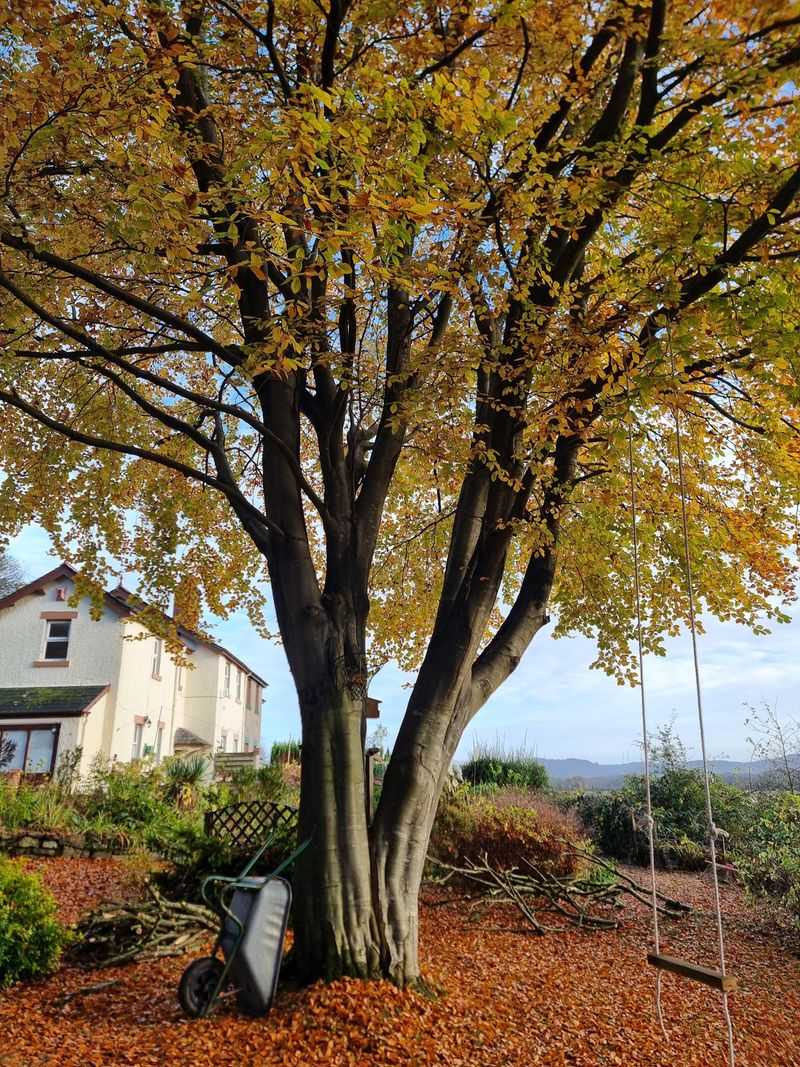 Meet Musclewood, Also Known As American Hornbeam Meet Musclewood, Also Known As American Hornbeam