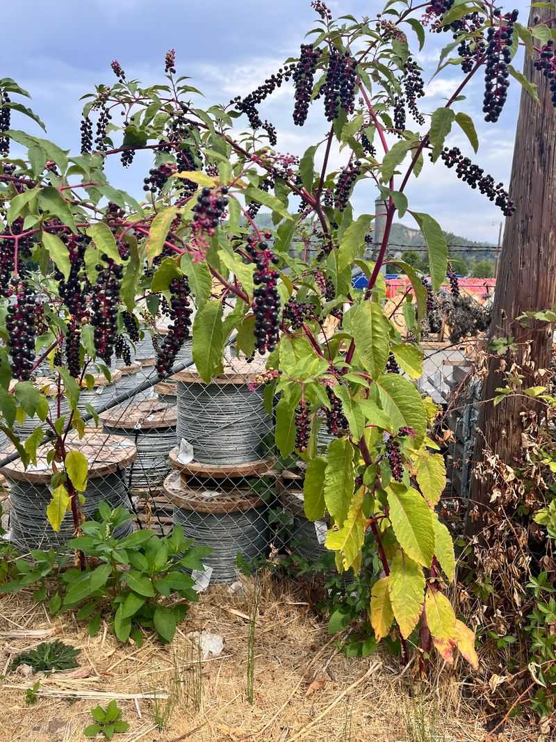 Meet Pokeweed, The Tall Purple Berry Plant Meet Pokeweed, The Tall Purple Berry Plant