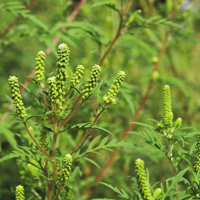 Meet Ragweed, Florida's Quiet Sneeze Maker