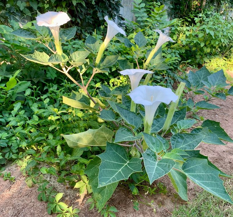 Meet Sacred Datura The Native Trumpet Flower
