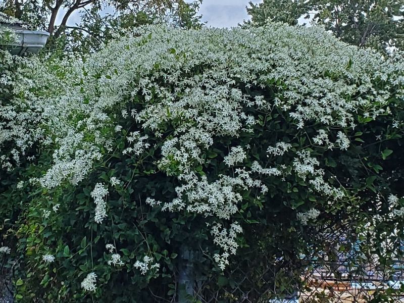 Meet Sweet Autumn Clematis, The Fall Vine