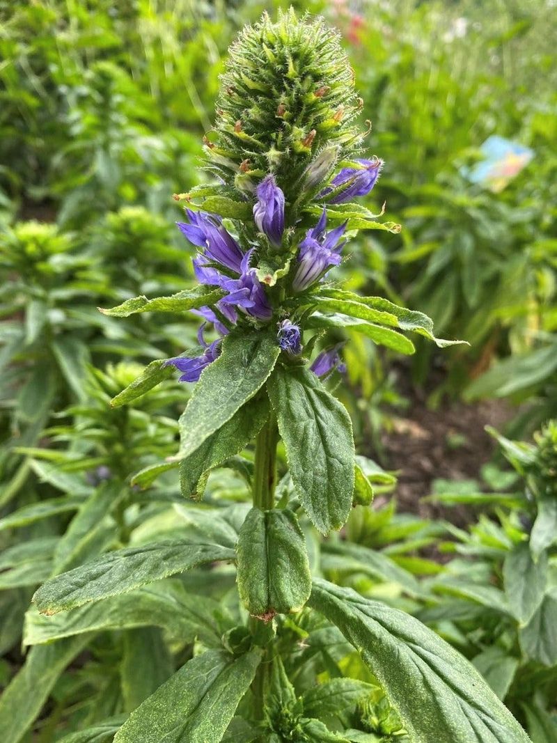 Meet The Blue Star Of Pennsylvania Wet Meadows Meet The Blue Star Of Pennsylvania Wet Meadows