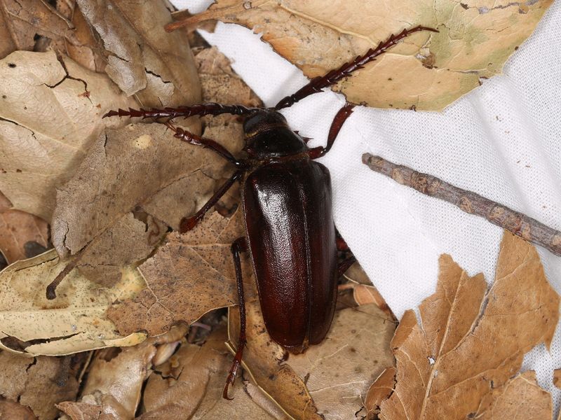 Meet The California Root Borer Meet The California Root Borer