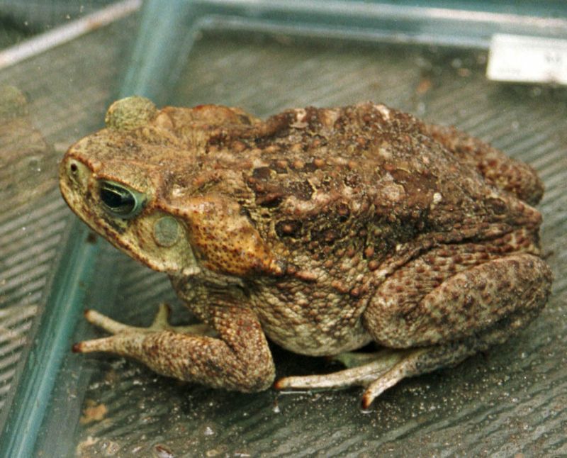 Meet The Cane Toad, Florida's Largest Toad