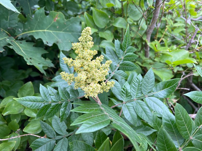 Meet The Florida Roadside Shrub With Winged Stems