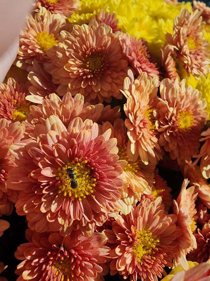 Meet The Flower Flies Hiding In Plain Sight