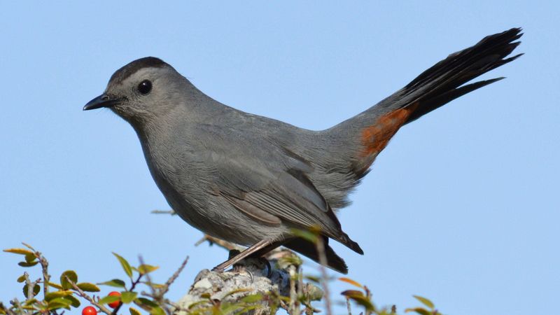 Meet The Gray Catbird Meet The Gray Catbird