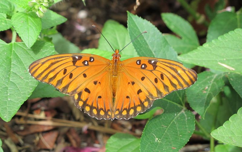Meet The Gulf Fritillary, A Bright Garden Star Meet The Gulf Fritillary, A Bright Garden Star