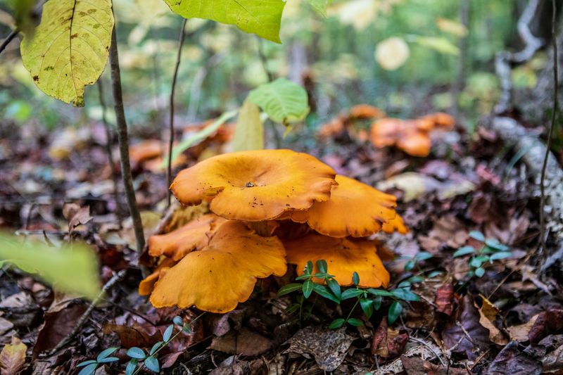 Meet The Jack-O'-Lantern Mushroom Meet The Jack-O'-Lantern Mushroom
