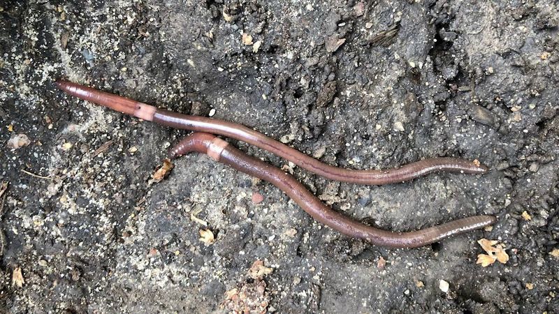 Meet The Jumping Worm