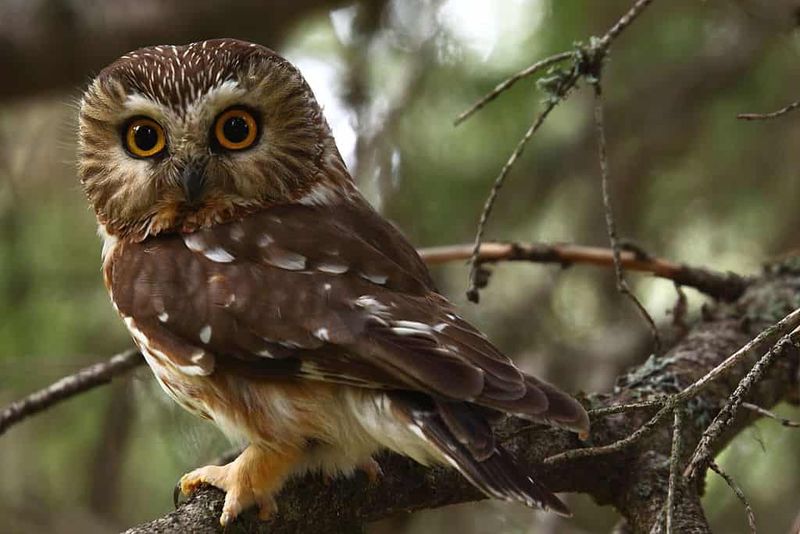 Meet The Northern Saw-Whet Owl, Ohio's Smallest Owl