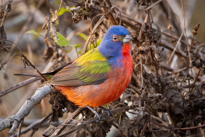 Meet The Painted Bunting Meet The Painted Bunting