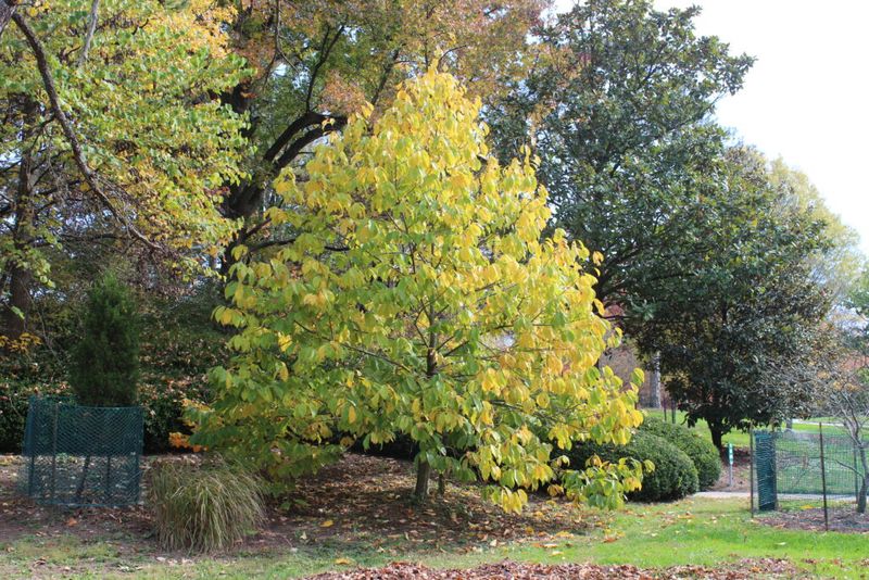 Meet The Pawpaw, Ohio's Hidden Golden Gem