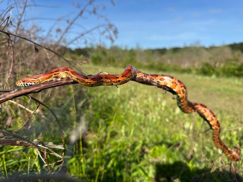 Meet The Red Ratsnake, Better Known As The Corn Snake